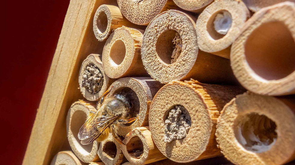 Ξυλοφάγες σφήκες