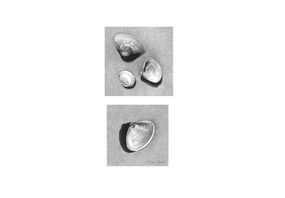 New England Clam Shells
Pencil on paper 
2 x 4 inches
SOLD