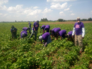 Potential released in Soya Bean planting!