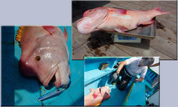 2014:6:20　松鶴丸　午前船　天神テスター