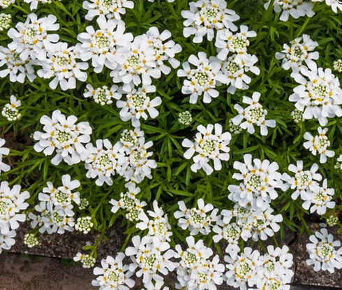 Screenshot 2025-04-03 124226.png