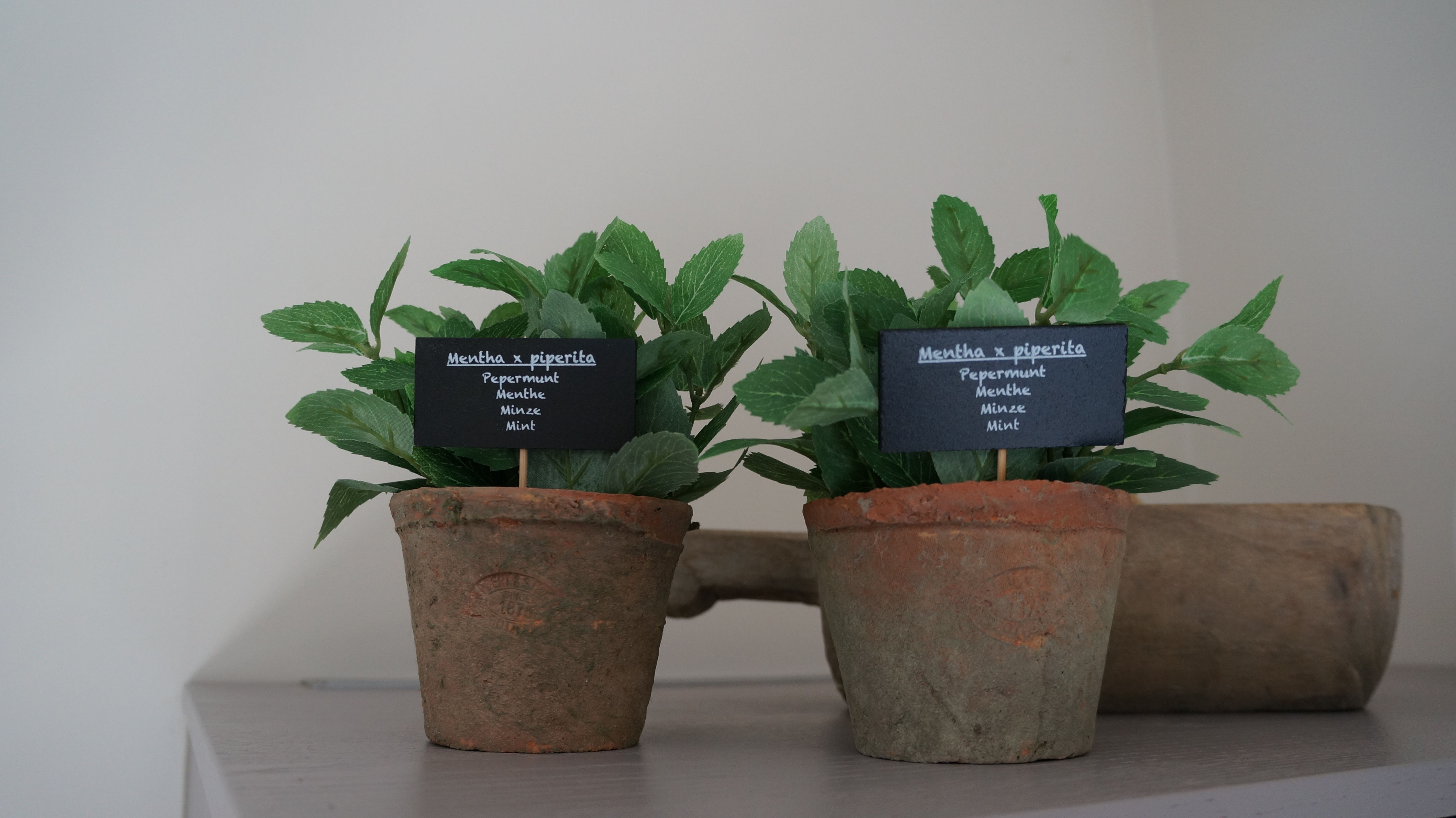 Mint in pot