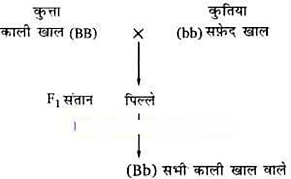 Genetics diagram: black dog (BB) x white dog (bb) = all black puppies (Bb)