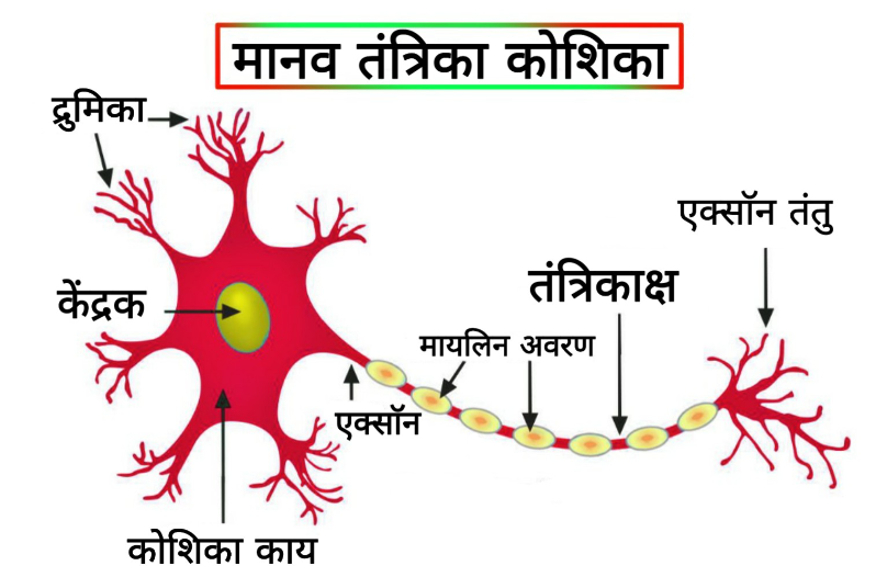 Diagram showing human nerve cell: Dendrites, axon, myelin sheath, cell body