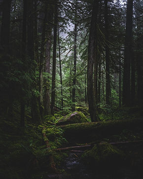 tatonomusic-2dYDV2nHSPI-unsplash.jpg