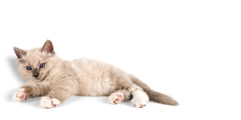 home page banner backdrops.png