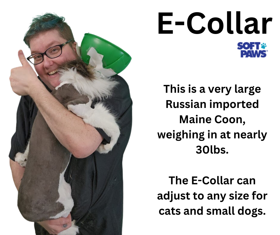 Thumbnail: E-Collar by Smart Practice