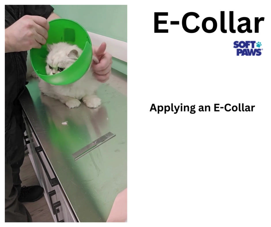 Thumbnail: E-Collar by Smart Practice