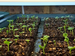Seed starting flops