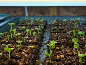 Seed Starting 🌱