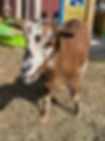 IMG_9512.JPEG