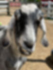 IMG_7449.JPEG