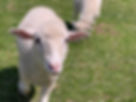 Sheep