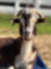 IMG_2074.JPEG