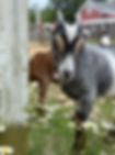 IMG_1780.JPEG