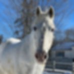 Horses