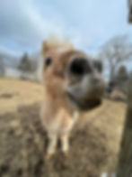 Mini Horses