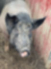 IMG_0686.JPEG