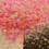 Thumbnail: Lace Bubblegum Chunky Special