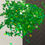 Thumbnail: Holo Trees Shapes