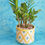Thumbnail: Hansel Yellow Ceramic Planter