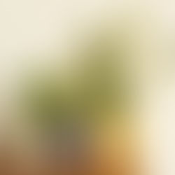 Air Purifying Plants- What’s all the fuss about?