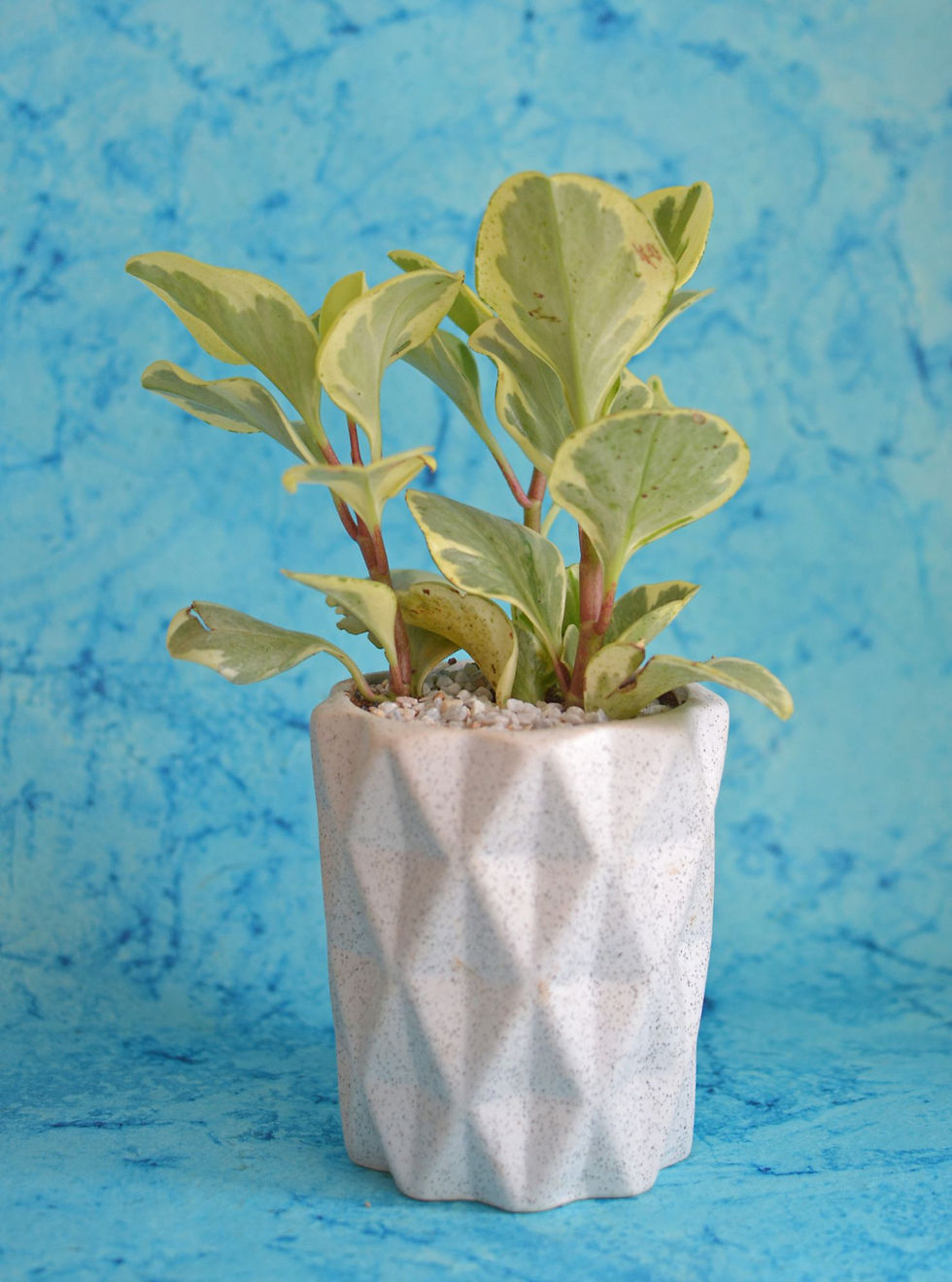 Thumbnail: Checkered White Planter
