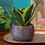 Thumbnail: Izaan Ceramic Bonsai Planter Grey