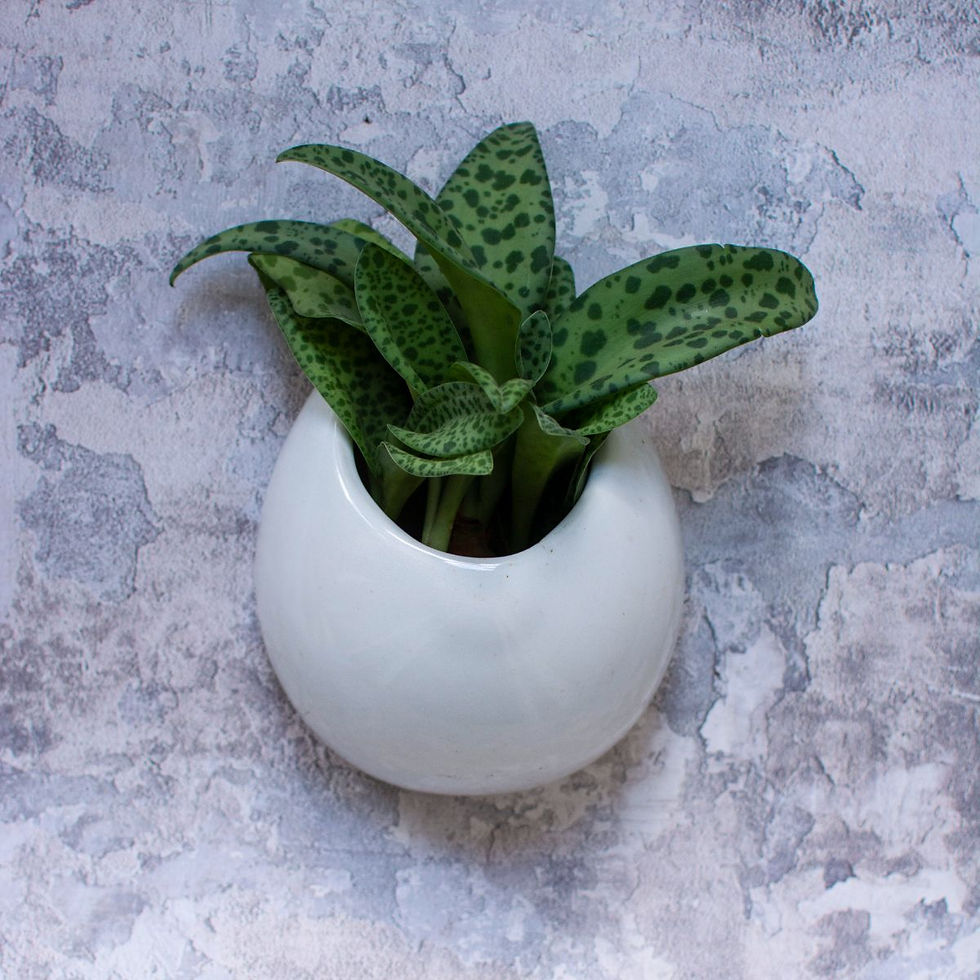 Thumbnail: Milo Ceramic Wall Planter White