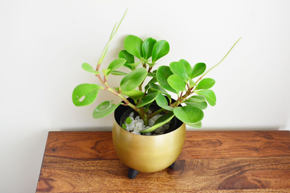 Thumbnail: Portia Gold Planter