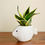 Thumbnail: Pisces Ceramic Planter