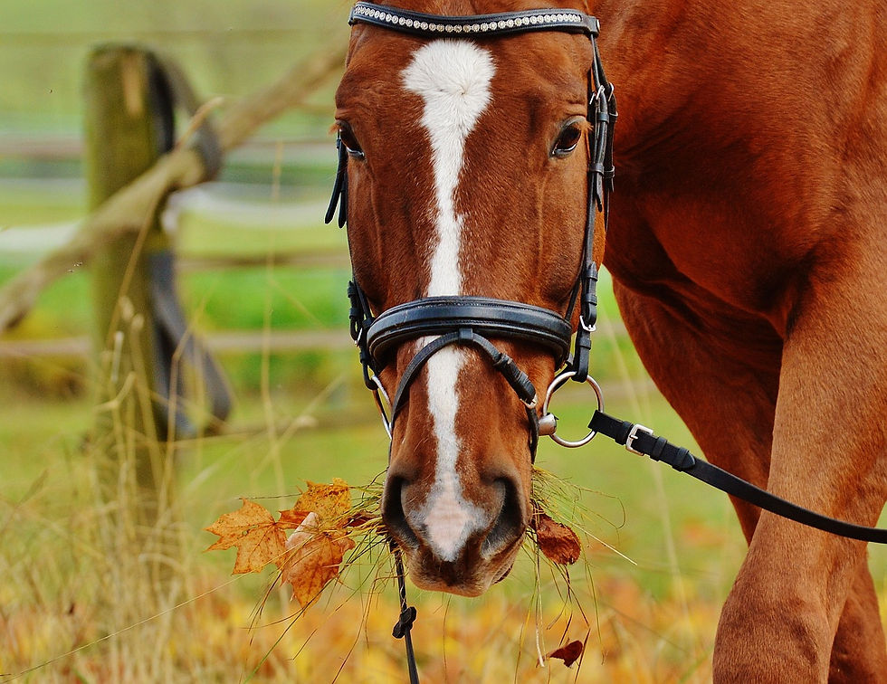 Horse Eating