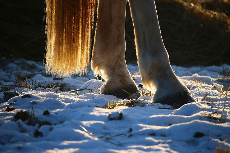 Horse Hooves