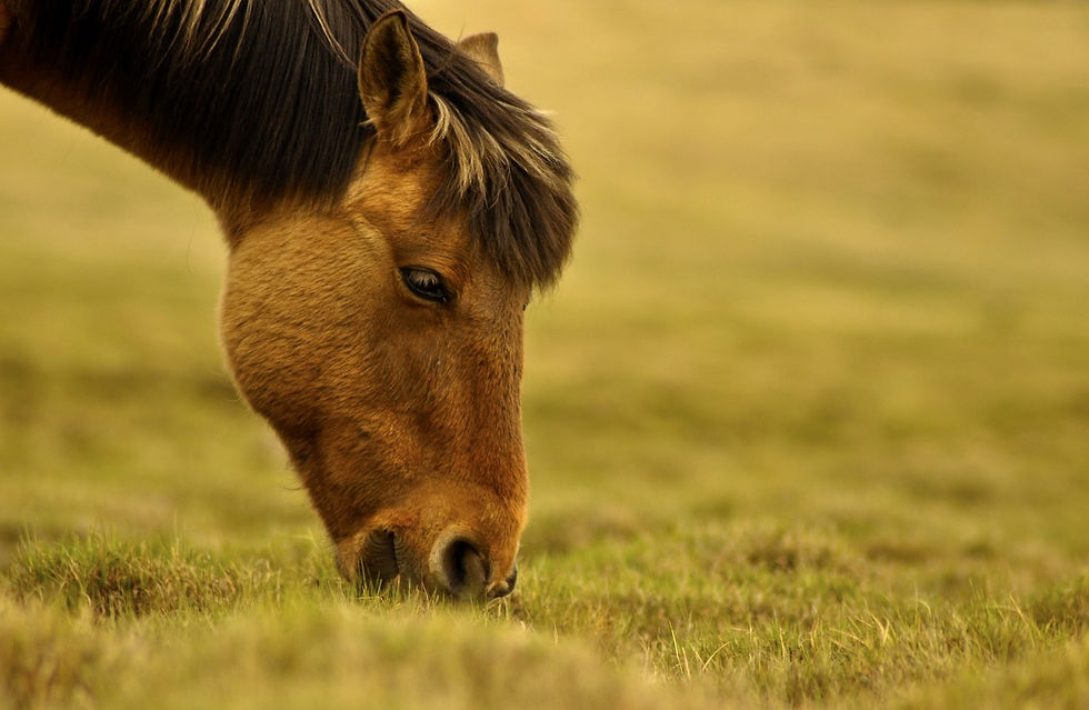 Horse Grazing