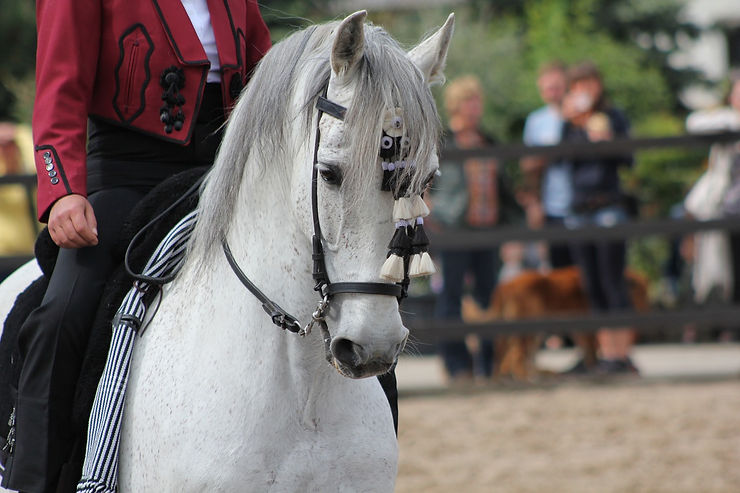 Andalusian - Equestrian Events