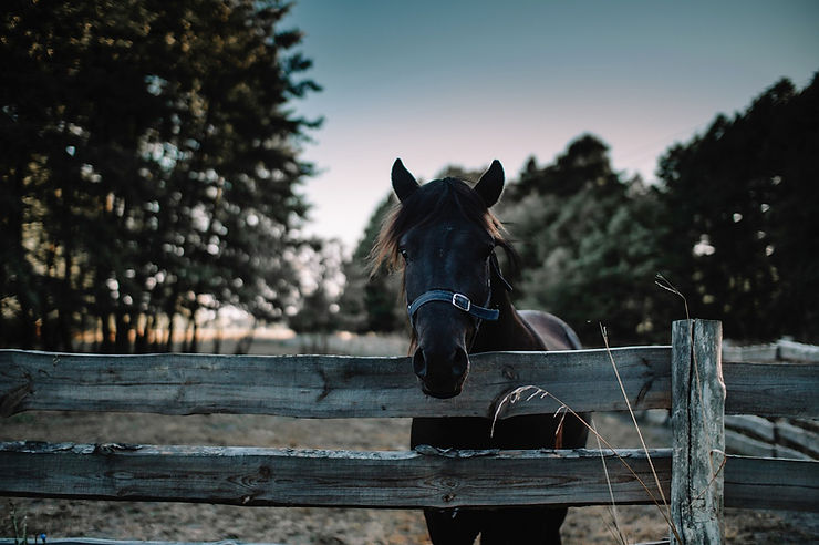 Horse and Fence