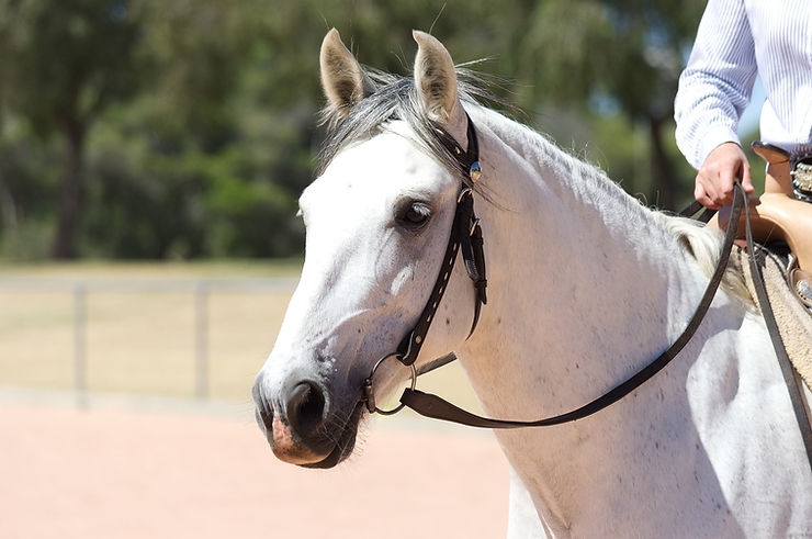 Andalusian Riding