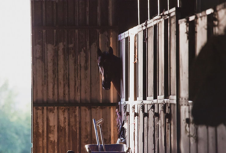 Clean Stables