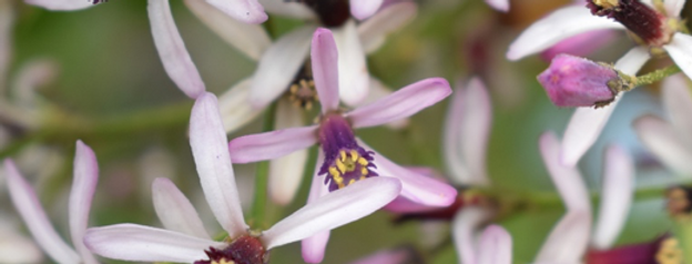 LILAS-PAYS