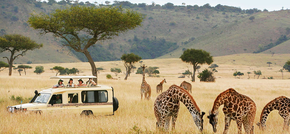 Safari vehicle with tourists observing giraffes grazing in a grassy savanna. Green hills and acacia trees in the background.