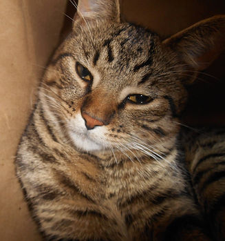 Sleepy tabby cat