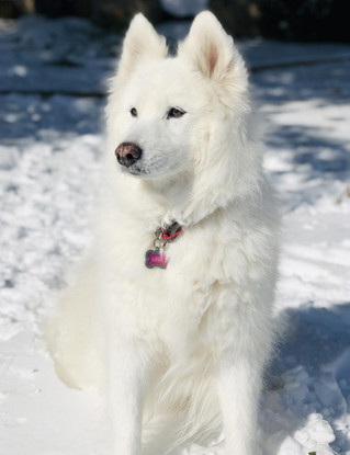 Pet Club Featured Pets: July 2021