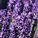 Lavender Love