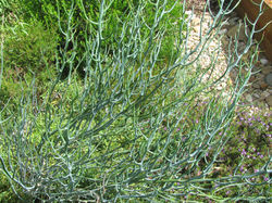 Acacia aphylla