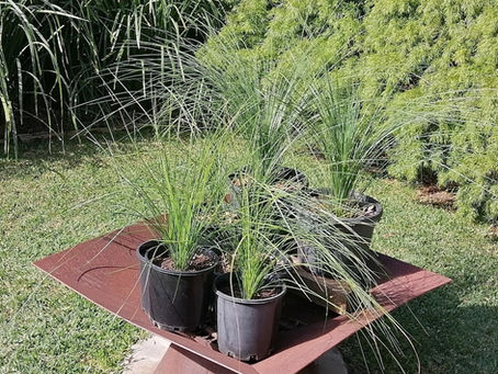 Plant Sales Xanthorrhoea glauca
