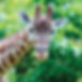 Giraffe2.jpg