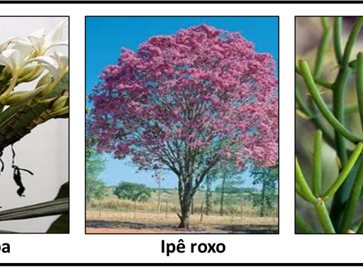 Plantas com atividades antitumorais