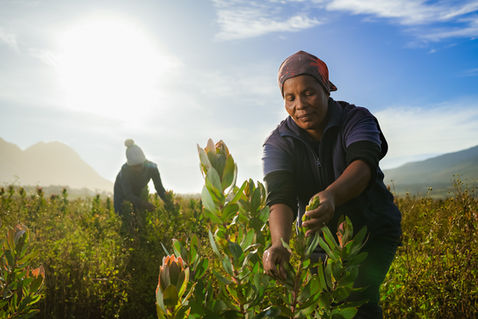 bosman hermanus photographer-1.jpg
