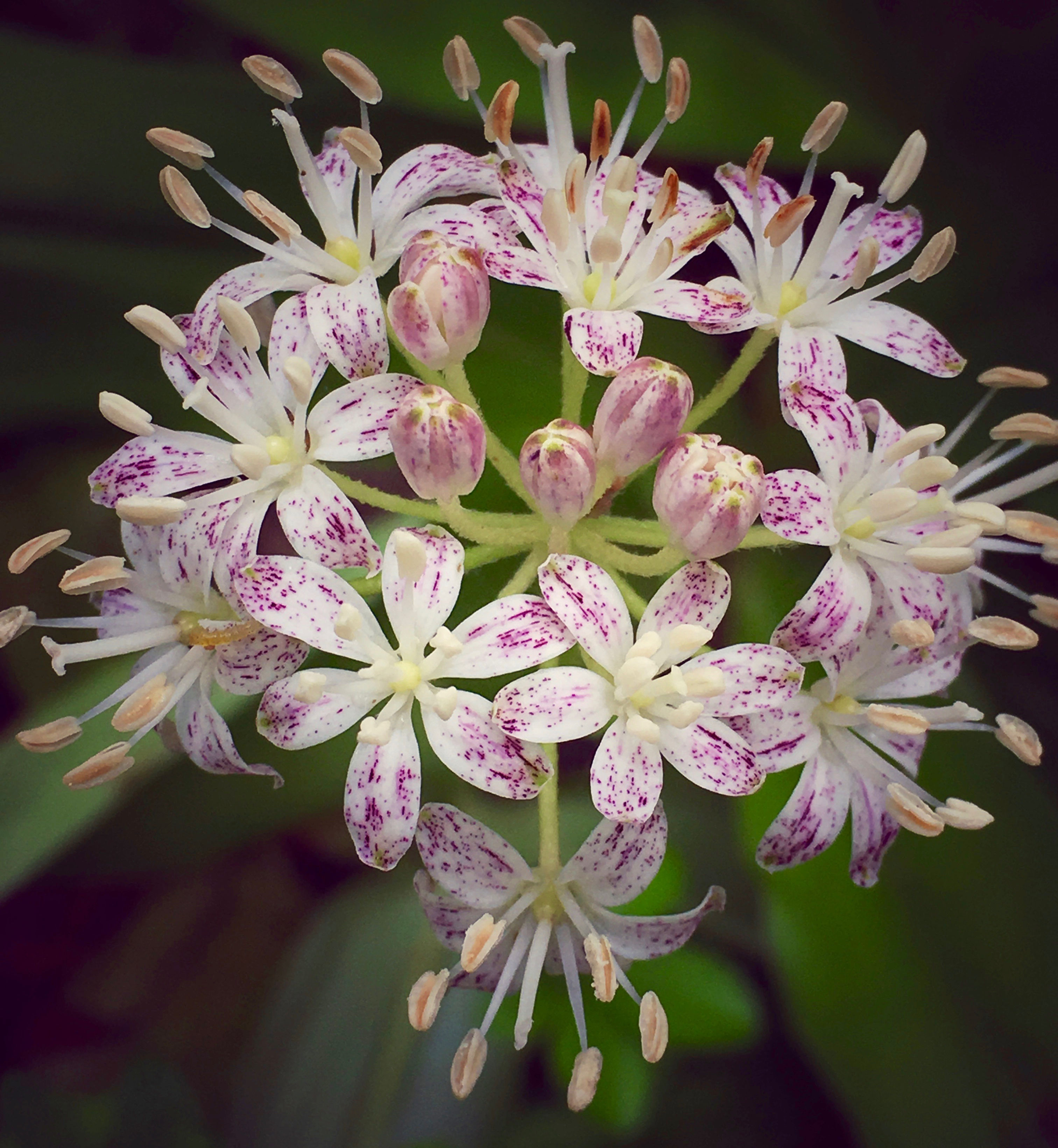 Speckled Wood Lily