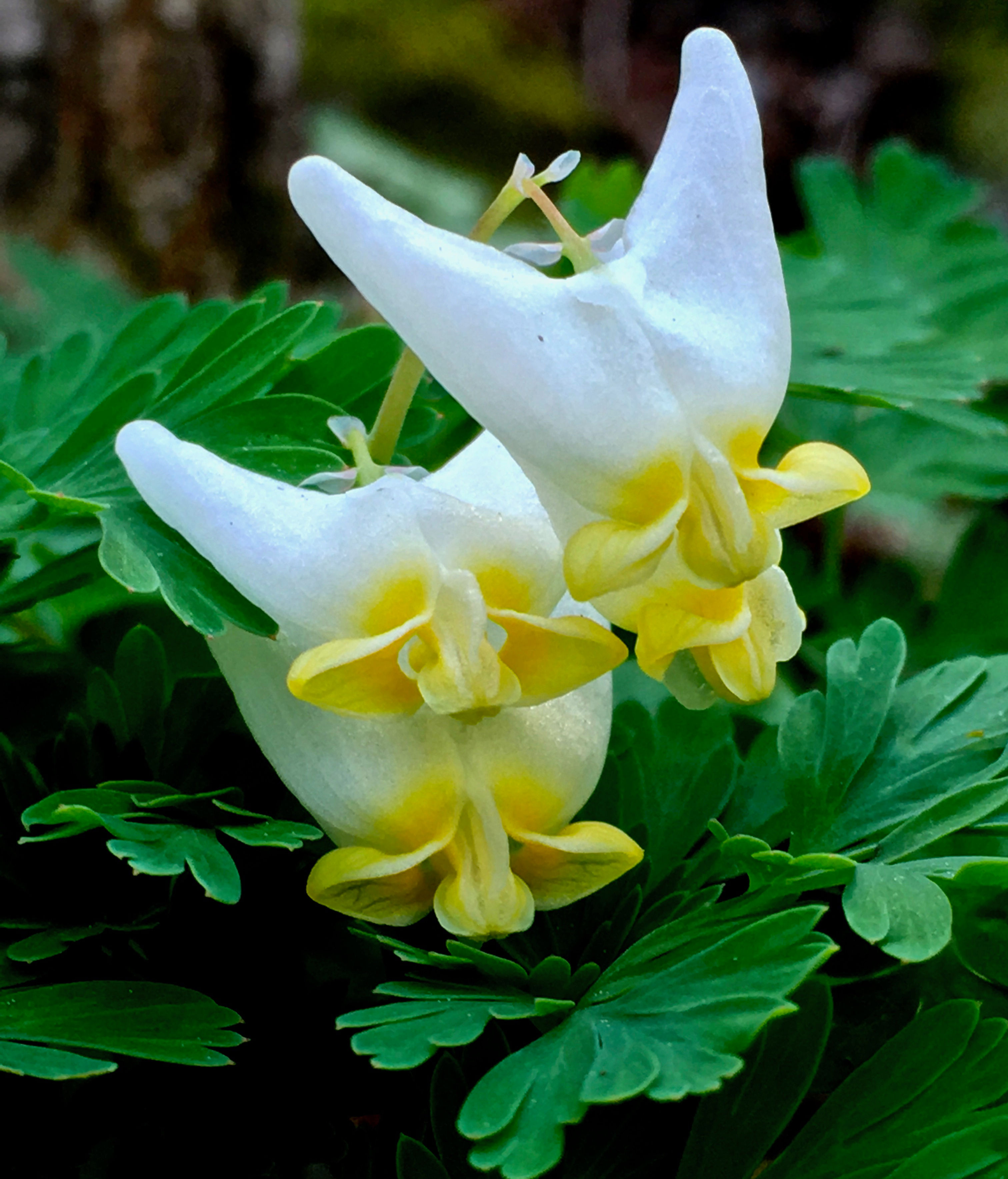 Dutchman's Breeches